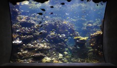 Новое здание Калифорнийской Академии Наук (California Academy of Sciences), архитектор Ренцо Пьяно (Renzo Piano), Сан Франциско, Америка.