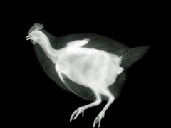 Ник Визи