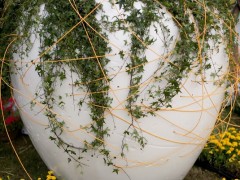 Moscow Flower Show