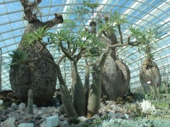 Парк «Gardens by the Bay» от Grant Associates. Сингапур.